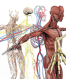 Anatomia człowieka. Wizualny przewodnik po wszystkich systemach organizmu: norma i patologie